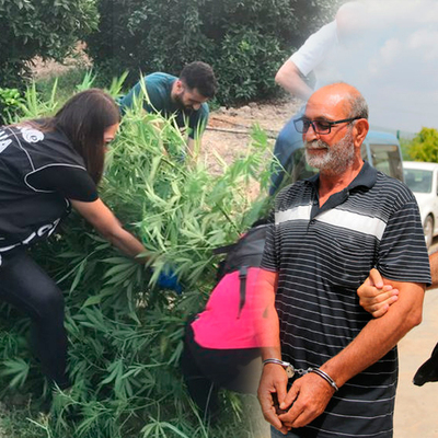 Portakal bahçesinde Hint keneviri ele geçirildi! Kendini böyle savundu