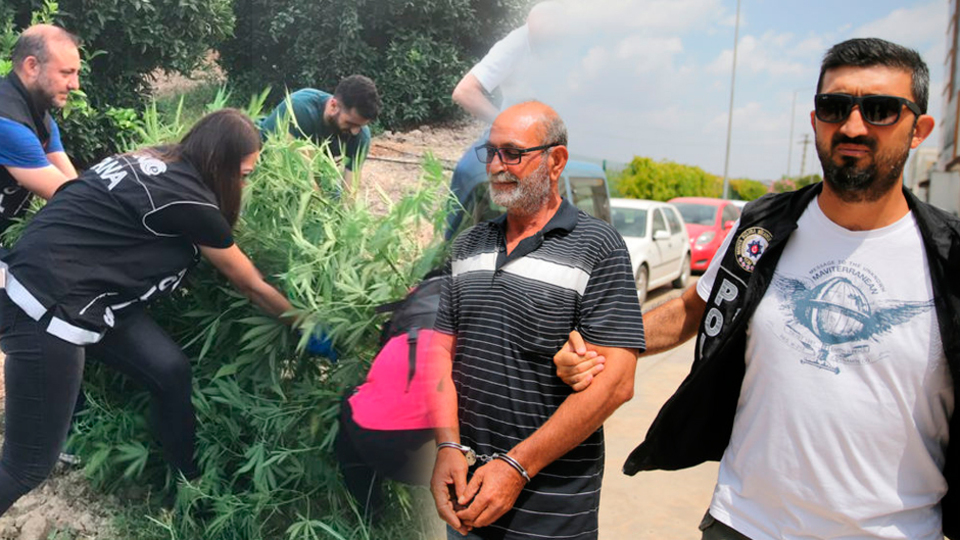 Portakal bahçesinde Hint keneviri ele geçirildi! Kendini böyle savundu