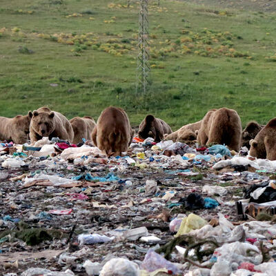 Toplu halde görüntülendi!