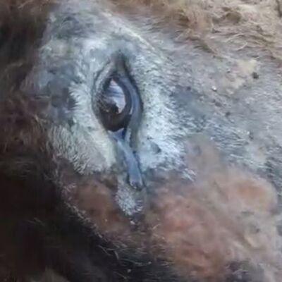 Eşeğin vicdanları sızlatan gözyaşı!