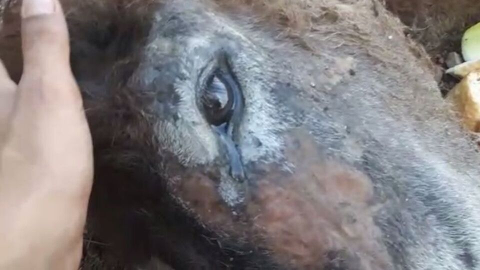 Eşeğin vicdanları sızlatan gözyaşı!