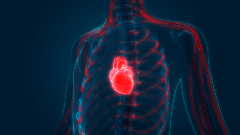 Türk bilim insanları kalp üretecek!