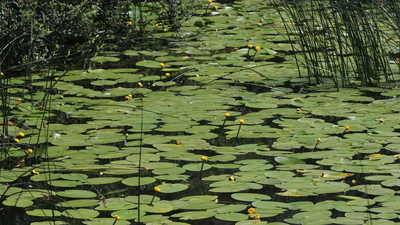Kopartan yandı! Cezası 60 bin lira