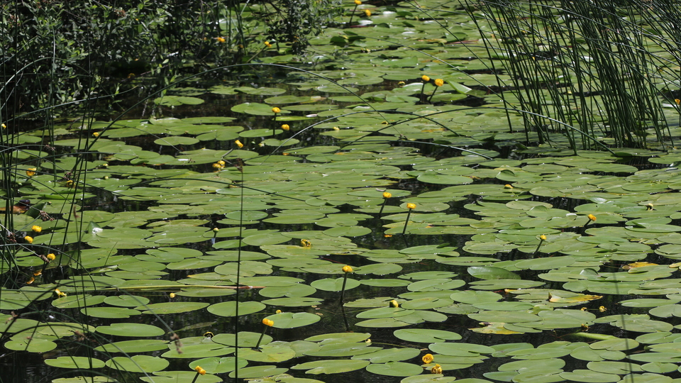 Kopartan yandı! Cezası 60 bin lira