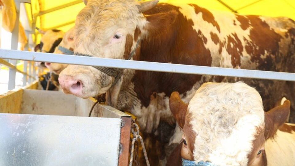 İstanbul'da kurban hazırlıkları tamam