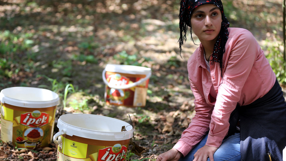 Fındık işçileri sigortalı oluyor