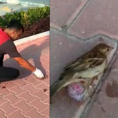 Sakıza yapışan kuşu böyle kurtardı!