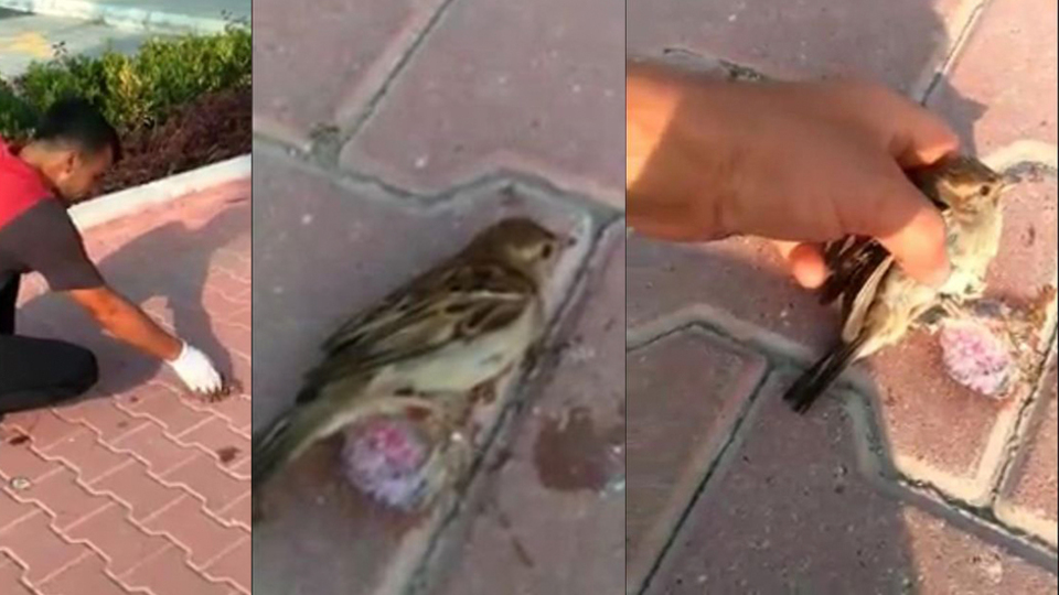 Sakıza yapışan kuşu böyle kurtardı!