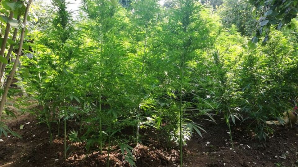 Sakarya'da 442 kök kenevir ele geçirildi