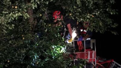 Çıktığı ağaçta elektrik akımına kapıldı