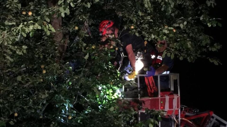 Çıktığı ağaçta elektrik akımına kapıldı