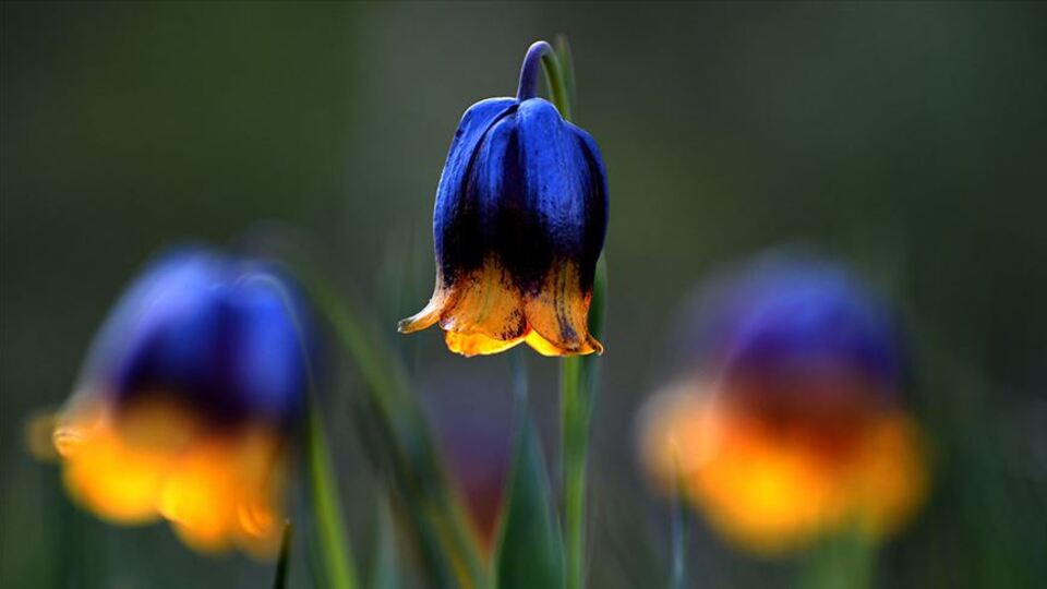 Bu bitkileri koparan yandı!