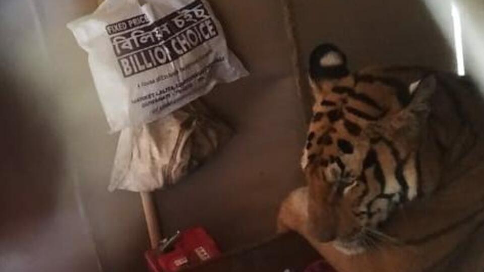 Selden kaçan kaplan eve sığındı!