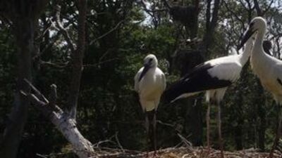 Arazisini 35 yıldır leyleklerle paylaşıyor