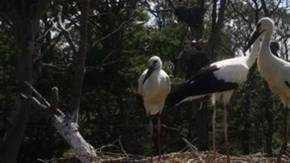 Arazisini 35 yıldır leyleklerle paylaşıyor