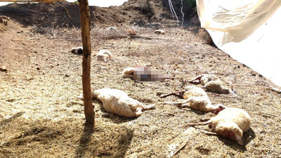 'Saldırılar arttı, sokağa çıkamıyoruz'