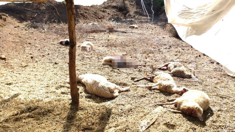 'Saldırılar arttı, sokağa çıkamıyoruz'