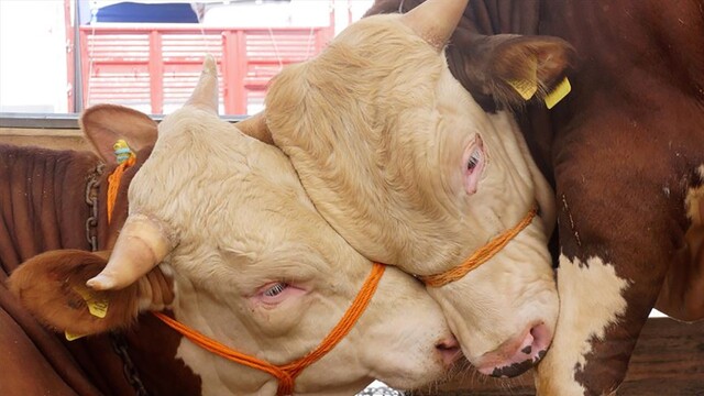 Kurban Bayramı tarihi 2019 nedir?