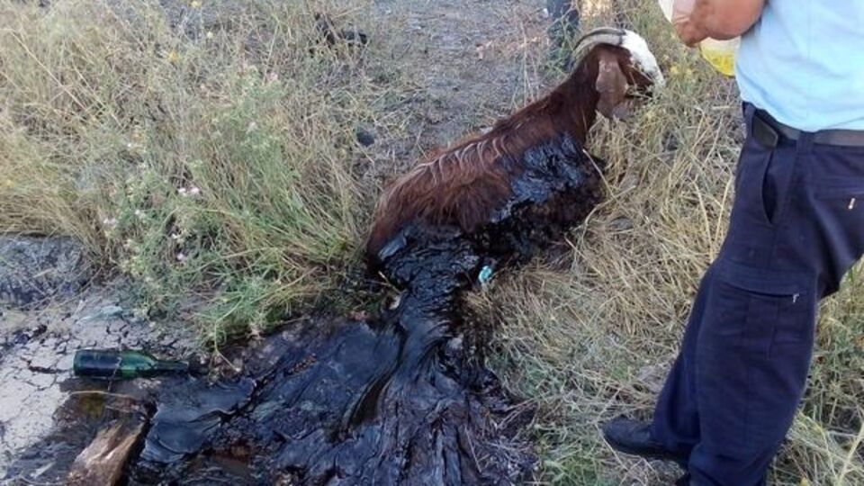 Yürek yakan görüntü!