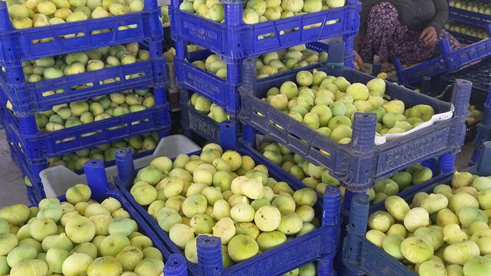 İncirde 5 bin ton rekolte bekleniyor