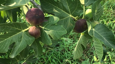 İngiliz Kraliyet ailesinin gözdesi! İhracatı başlıyor