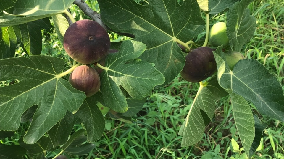 İngiliz Kraliyet ailesinin gözdesi! İhracatı başlıyor