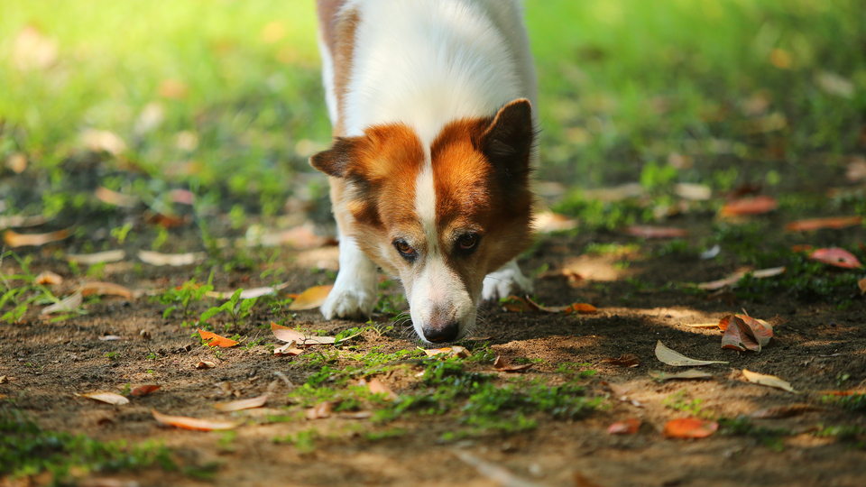 Pet hayvanlarında kene riskine dikkat!