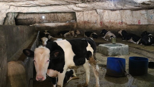 Kurbanlıklar mağaralarda yetiştiriliyor
