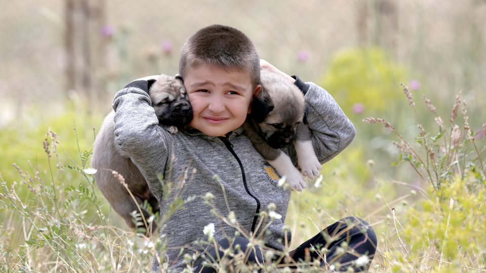 Kangal köpekleriyle iç içe yaşıyor