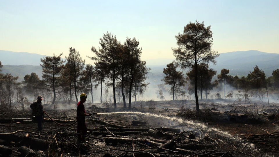 Aydın'da orman yangını