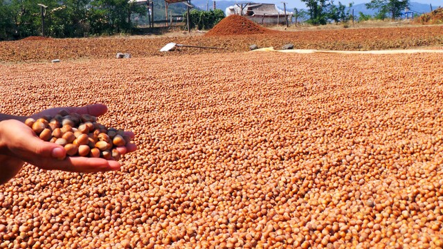 'Fındıkta kirli oyun açığa çıkarılmalı'