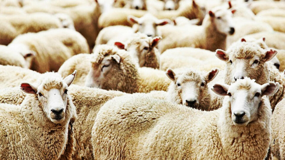 Kurban Bayramı ne zaman? Kurban Bayramı tatili kaç gün?