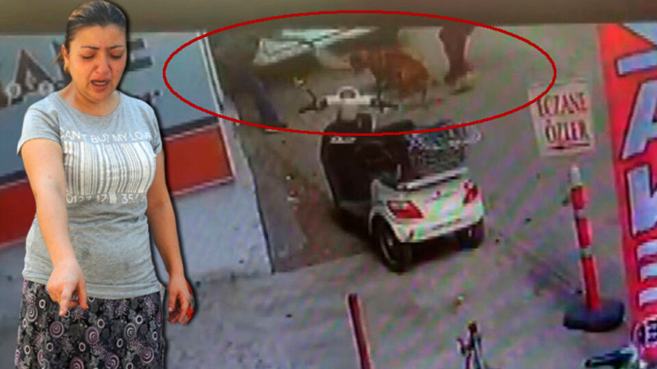 Caniler hamile kediyi pitbulla parçalattılar!