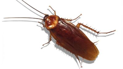 Kakalak böceği nedir?