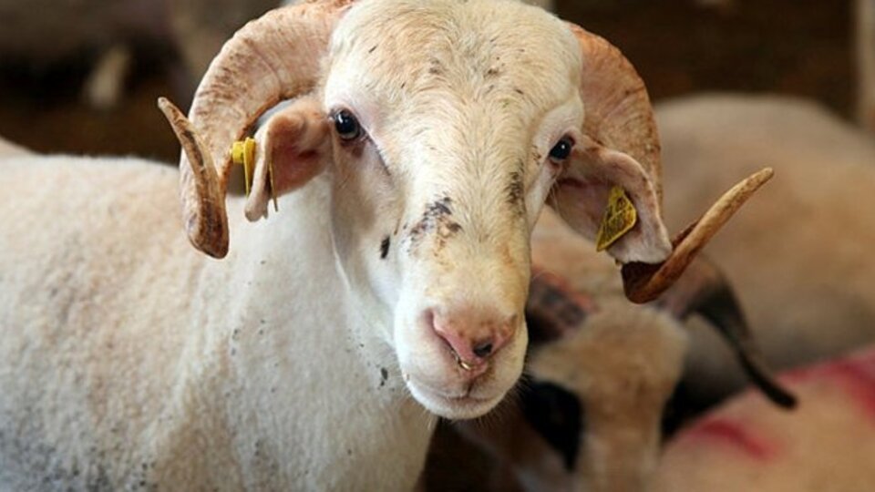 Kurban Bayramı tatili kaç gün 2019?