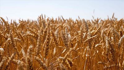 Yerli tohum "Hüseyinbey" çiftçiyi kalkındıracak