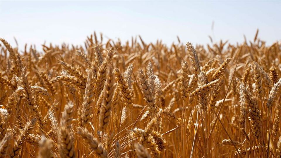 Yerli tohum "Hüseyinbey" çiftçiyi kalkındıracak