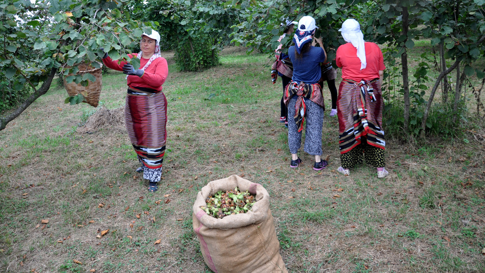 Fındık için 20 bin işçi yola çıkacak