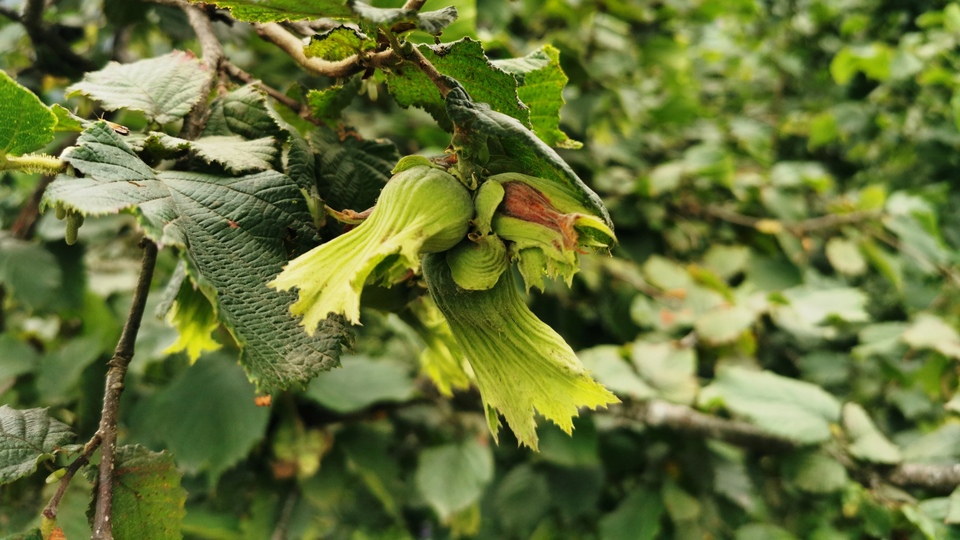 Fındık ihracatçılarından TMO'ya fiyat çağrısı