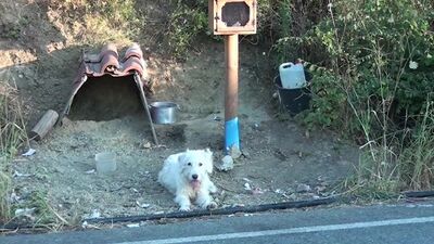 Hüzne boğan hikaye! Nasıl bulduğu bilinmiyor