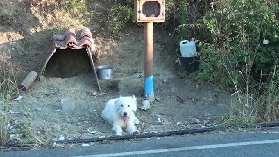 Hüzne boğan hikaye! Nasıl bulduğu bilinmiyor
