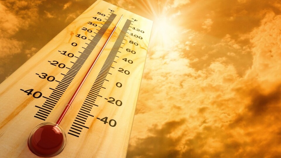 Belçika'dan sonra Hollanda'da da sıcaklık rekoru kırıldı!