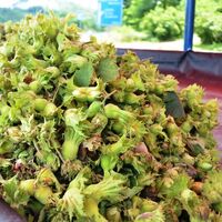 Cumhurbaşkanı Erdoğan fındık fiyatını açıkladı