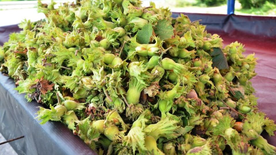 Cumhurbaşkanı Erdoğan fındık fiyatını açıkladı