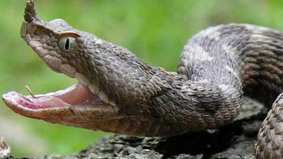 Akılalmaz olay! Çocuğu parkta engerek yılanı soktu!