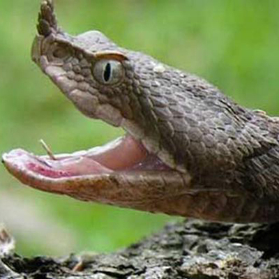 Akılalmaz olay! Çocuğu parkta engerek yılanı soktu!