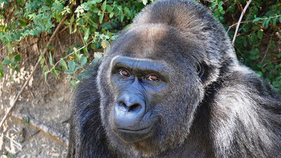 Dünyanın en yaşlı gorilinden kötü haber!