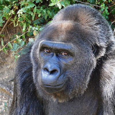 Dünyanın en yaşlı gorilinden kötü haber!