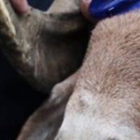 Kurban Bayramı tarihi ne zaman?