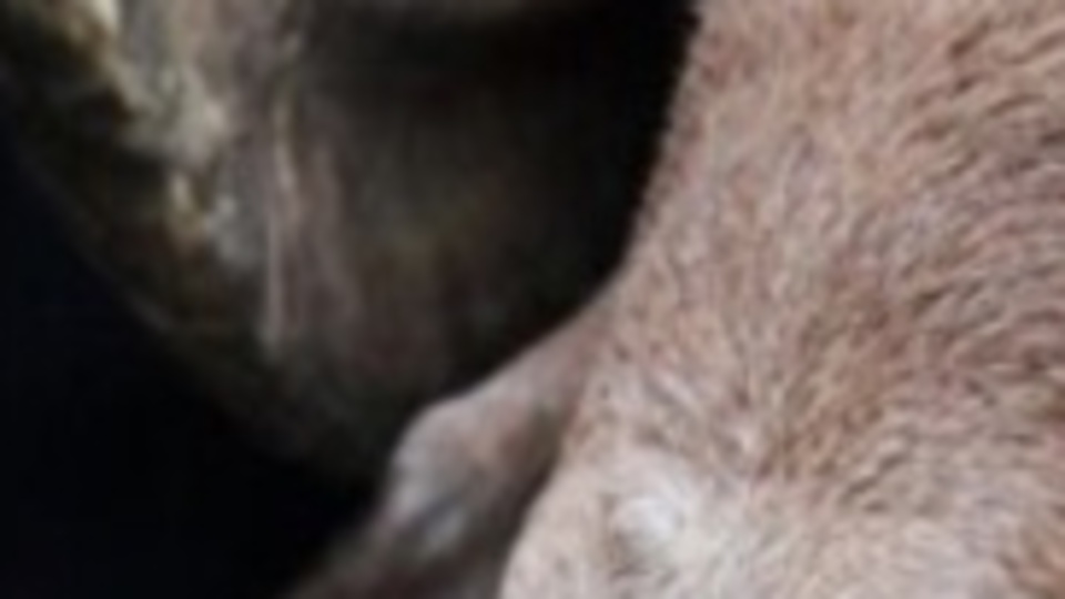 Kurban Bayramı tarihi ne zaman?